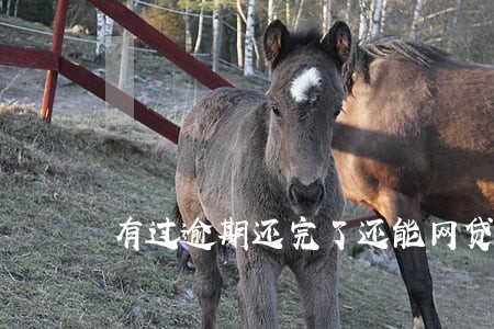 有过逾期还完了还能网贷吗 有过逾期还完了还能网贷吗