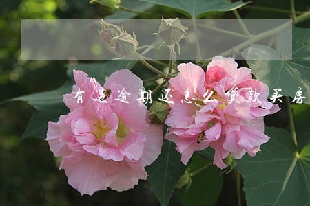 有过逾期还怎么贷款买房 有过逾期还怎么贷款买房