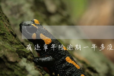 有违章年险逾期一年多没处理 有违章年险逾期一年多没处理