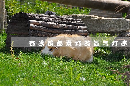 有透镜卤素灯改氙气灯违法吗 有透镜卤素灯改氙气灯违法吗