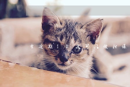 有逾期10次可以做担保吗 有逾期10次可以做担保吗