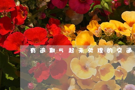 有逾期5起未处理的交通违法 有逾期5起未处理的交通违法