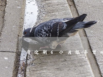 有逾期6个月能车贷吗 有逾期6个月能车贷吗