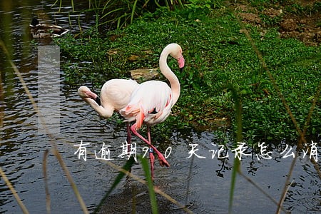 有逾期90天记录怎么消除 有逾期90天记录怎么消除