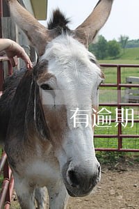 有逾期一个月还能申请信用卡吗