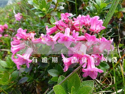 有逾期不查征信网贷 有逾期不查征信网贷