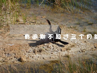 有逾期不超过三个月能买房子吗 有逾期不超过三个月能买房子吗