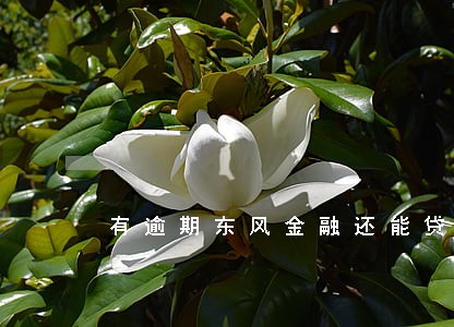 有逾期东风金融还能贷吗 有逾期东风金融还能贷吗