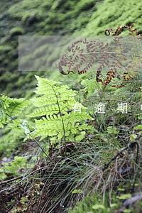 有逾期中邮可以申请 有逾期中邮可以申请