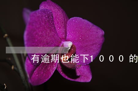 有逾期也能下1000的平台