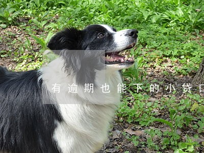有逾期也能下的小贷口子 有逾期也能下的小贷口子