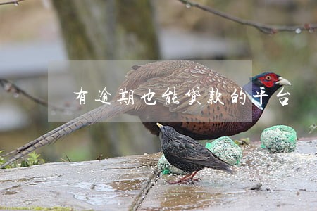 有逾期也能贷款的平台 有逾期也能贷款的平台