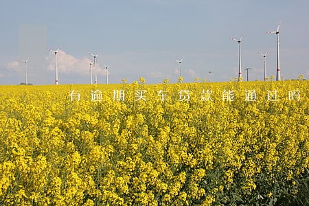 有逾期买车贷款能通过吗 有逾期买车贷款能通过吗