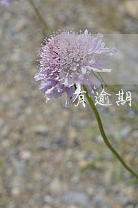 有逾期什么小贷能办理