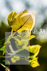 有逾期什么软件还可以借钱 有逾期什么软件还可以借钱