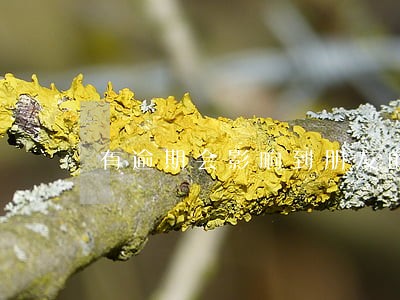 有逾期会影响到朋友的花呗吗 有逾期会影响到朋友的花呗吗