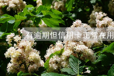 有逾期但信用卡正常在用 有逾期但信用卡正常在用
