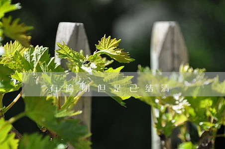 有逾期但是已结清 有逾期但是已结清