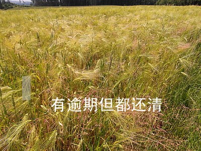 有逾期但都还清