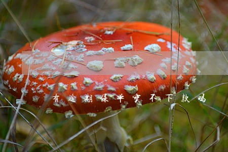 有逾期保单宝不下款吗 有逾期保单宝不下款吗