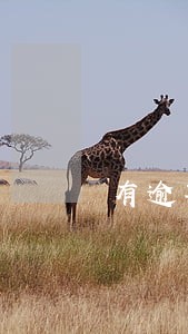 有逾期信用卡会停用吗 有逾期信用卡会停用吗