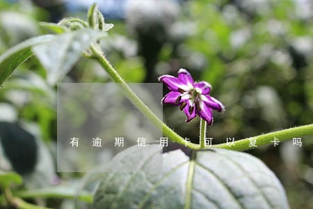 有逾期信用卡可以复卡吗