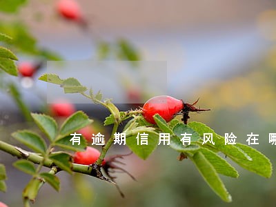 有逾期信用有风险在哪可以贷 有逾期信用有风险在哪可以贷