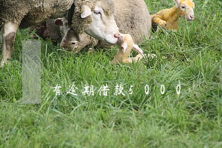 有逾期借款5000 有逾期借款5000