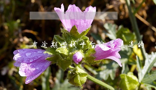 有逾期借钱平台容易通过的 有逾期借钱平台容易通过的