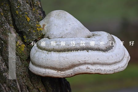 有逾期做贷款哪些口子好下 有逾期做贷款哪些口子好下