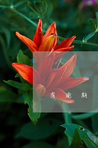 有逾期农行卡能下吗 有逾期农行卡能下吗