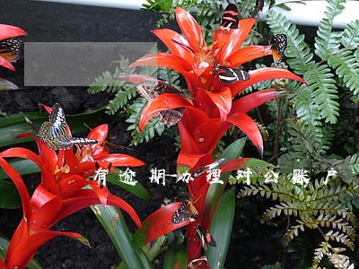 有逾期办理对公账户 有逾期办理对公账户