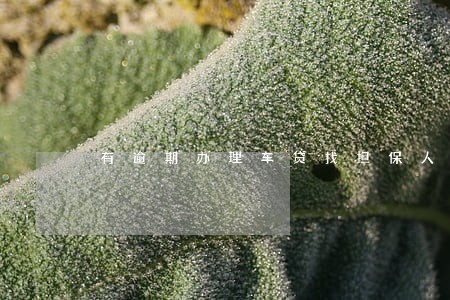 有逾期办理车贷找担保人 有逾期办理车贷找担保人