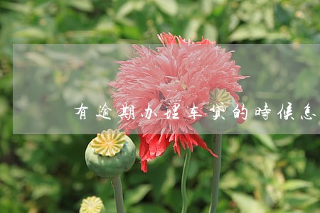 有逾期办理车贷的时候怎么办 有逾期办理车贷的时候怎么办