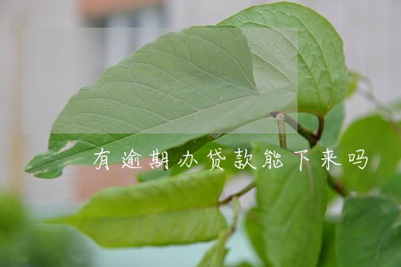 有逾期办贷款能下来吗 有逾期办贷款能下来吗