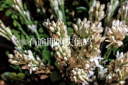 有逾期叫失信吗