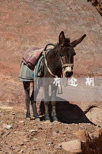 有逾期可以下款的大额贷款