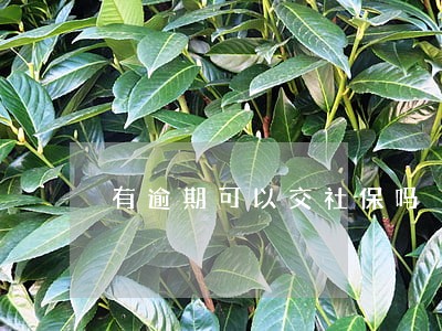 有逾期可以交社保吗 有逾期可以交社保吗