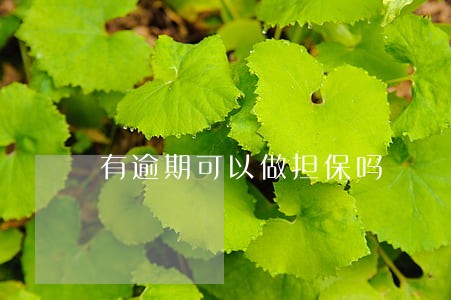有逾期可以做担保吗