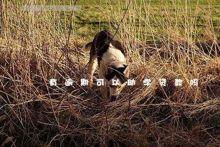 有逾期可以助学贷款吗 有逾期可以助学贷款吗