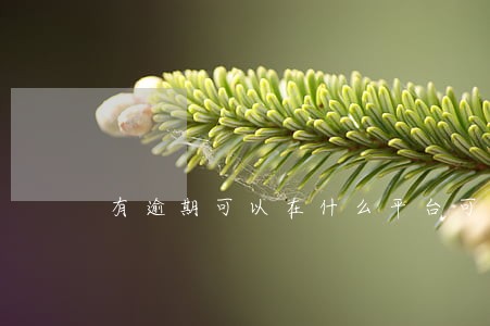 有逾期可以在什么平台可以借款