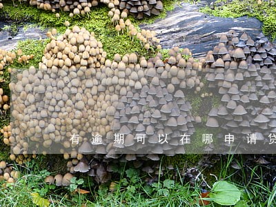 有逾期可以在哪申请贷款 有逾期可以在哪申请贷款