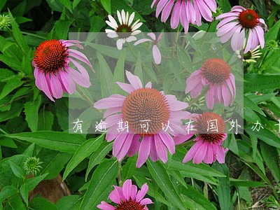 有逾期可以在国外办卡