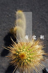 有逾期可以房屋抵押贷款吗 有逾期可以房屋抵押贷款吗