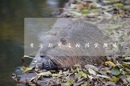有逾期可以按揭贷款吗 有逾期可以按揭贷款吗