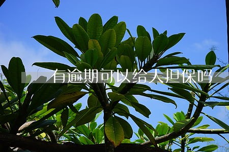 有逾期可以给人担保吗 有逾期可以给人担保吗