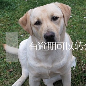 有逾期可以转公积金贷款吗 有逾期可以转公积金贷款吗
