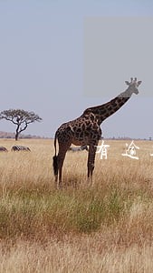有逾期可以通过公司背调吗 有逾期可以通过公司背调吗