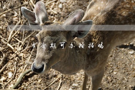 有逾期可办按揭吗 有逾期可办按揭吗