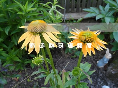 有逾期可提额度 有逾期可提额度